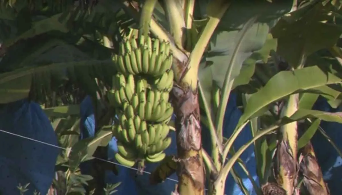 Nova variedade de banana é registrada em SC