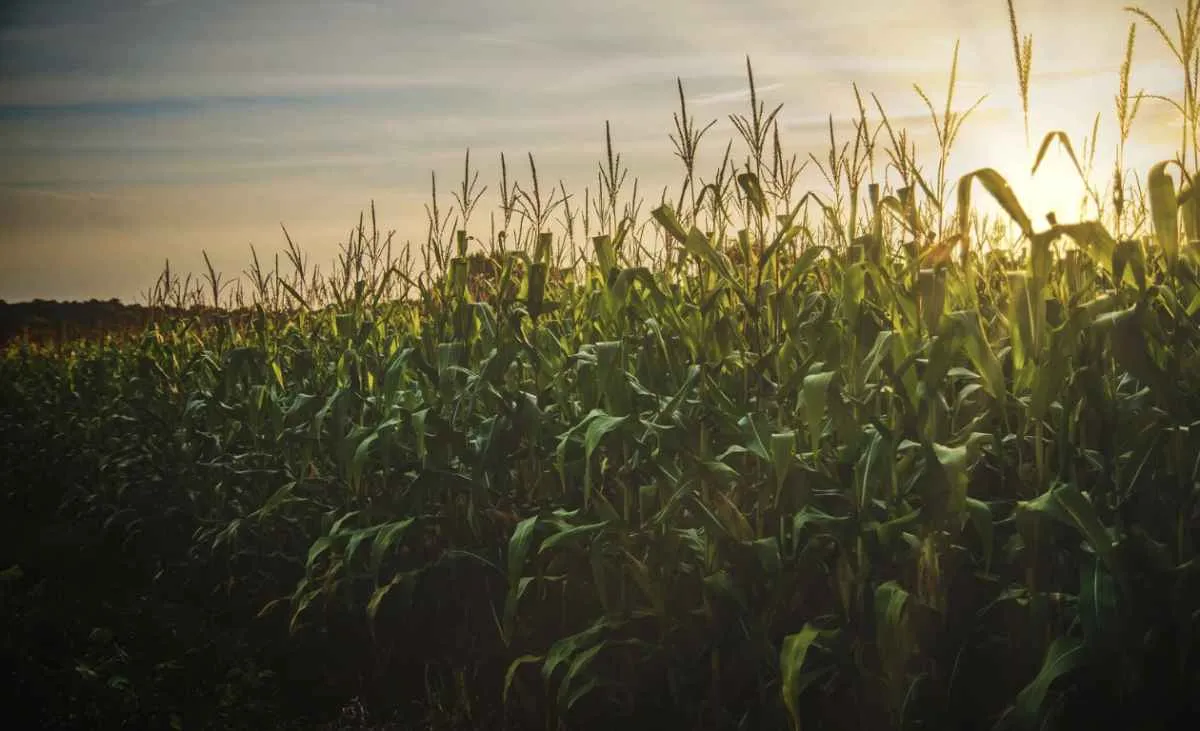 Tensões globais elevam custos do produtor no RS
