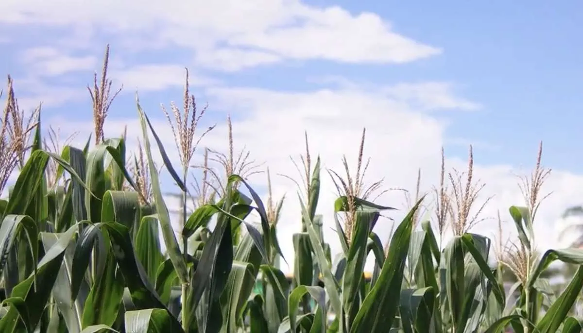 Atraso no plantio da soja em Goiás impacta janela do milho