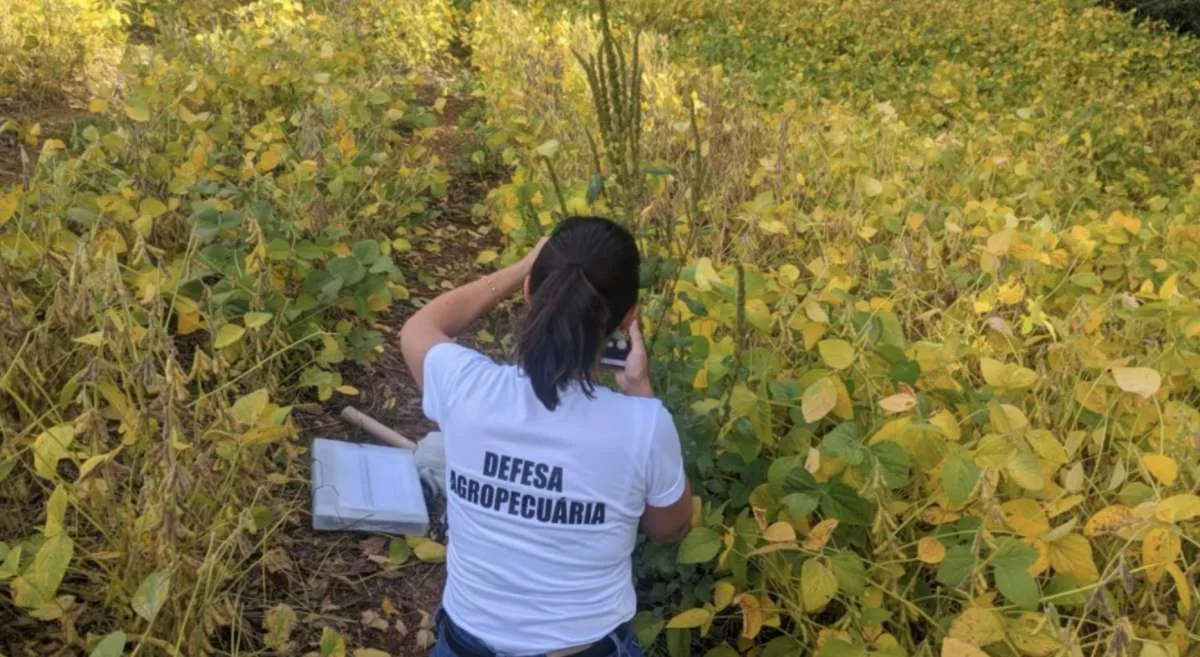 RS intensifica combate ao caruru-gigante em propriedades rurais