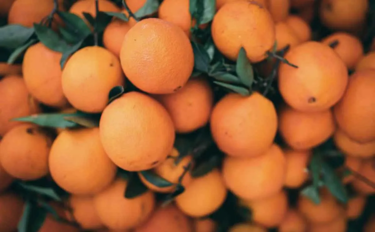 Safra de laranja avança 26,9%, aponta Fundecitrus