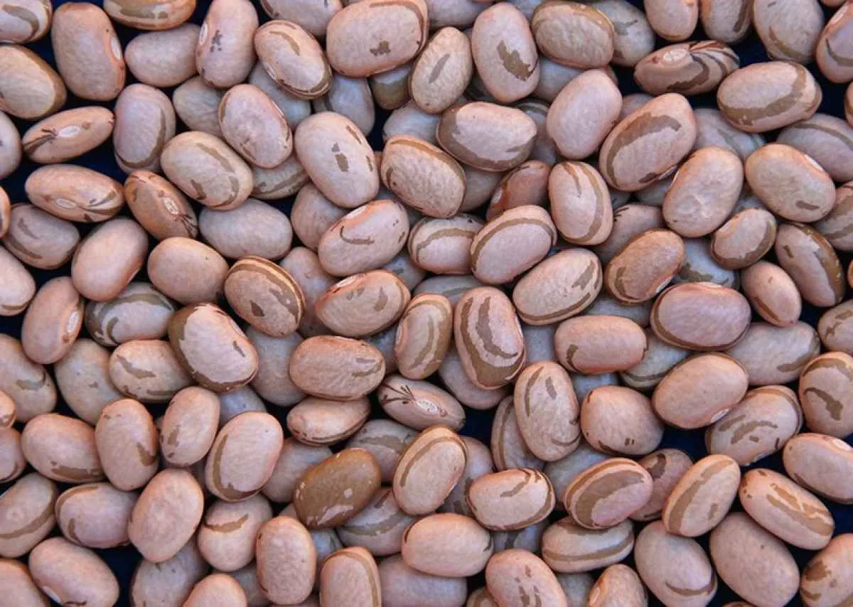 Feijão sofre com falta de chuva e perde força no Paraná