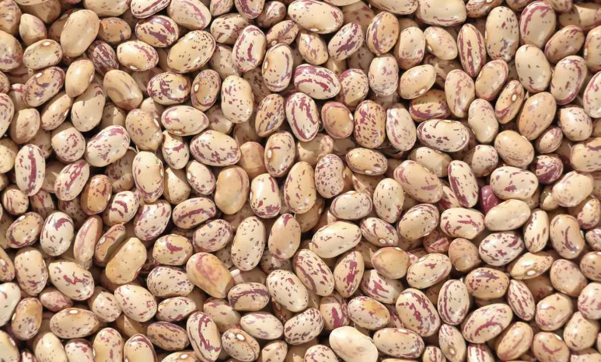 Cuiabá recebe evento global sobre superfoods brasileiros