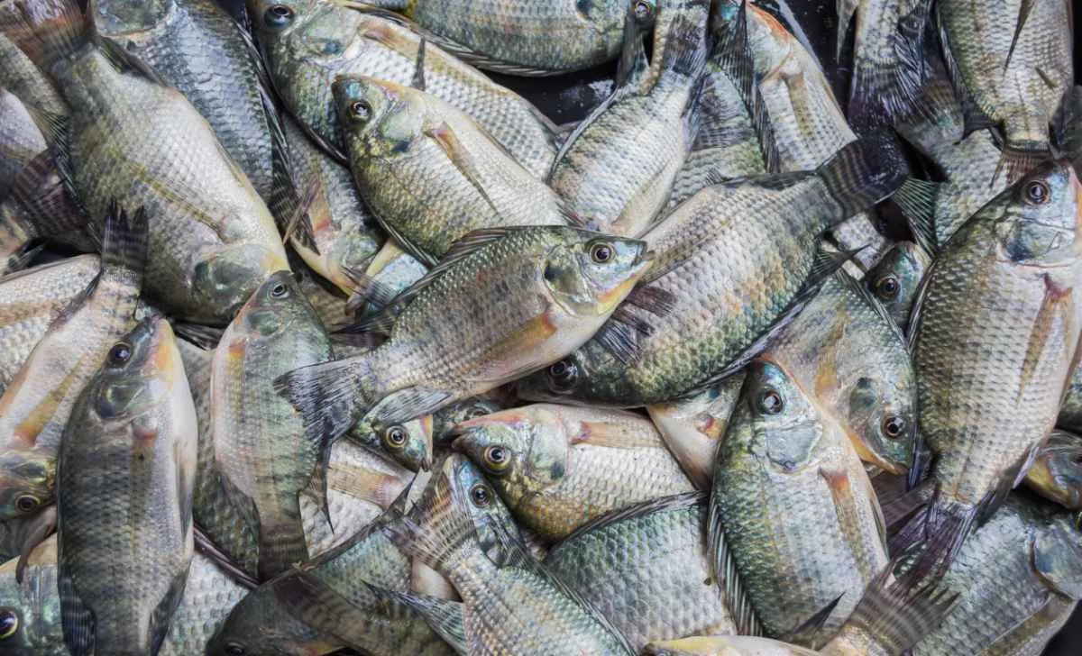 Quaresma eleva preços da tilápia e movimenta mercado