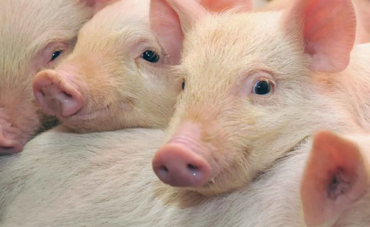 Carne suína e animal vivo têm quedas históricas no Brasil