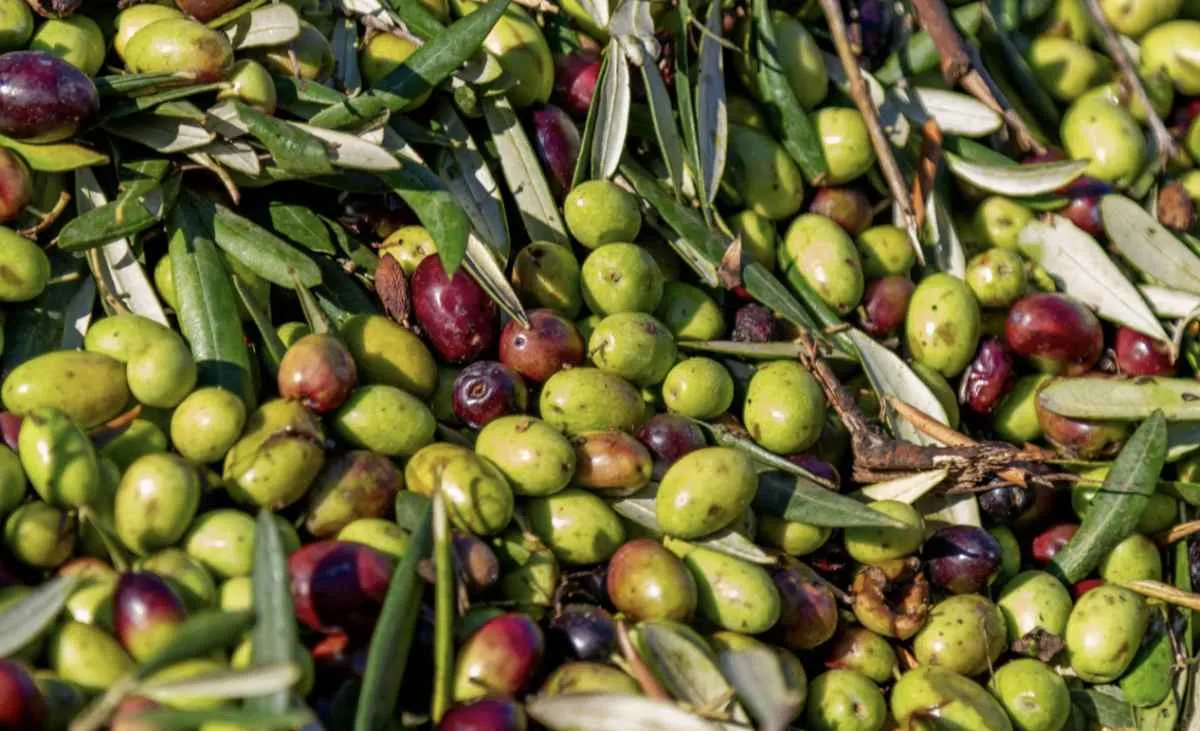 Safra de oliva pode chegar a 6,7 mil toneladas no RS