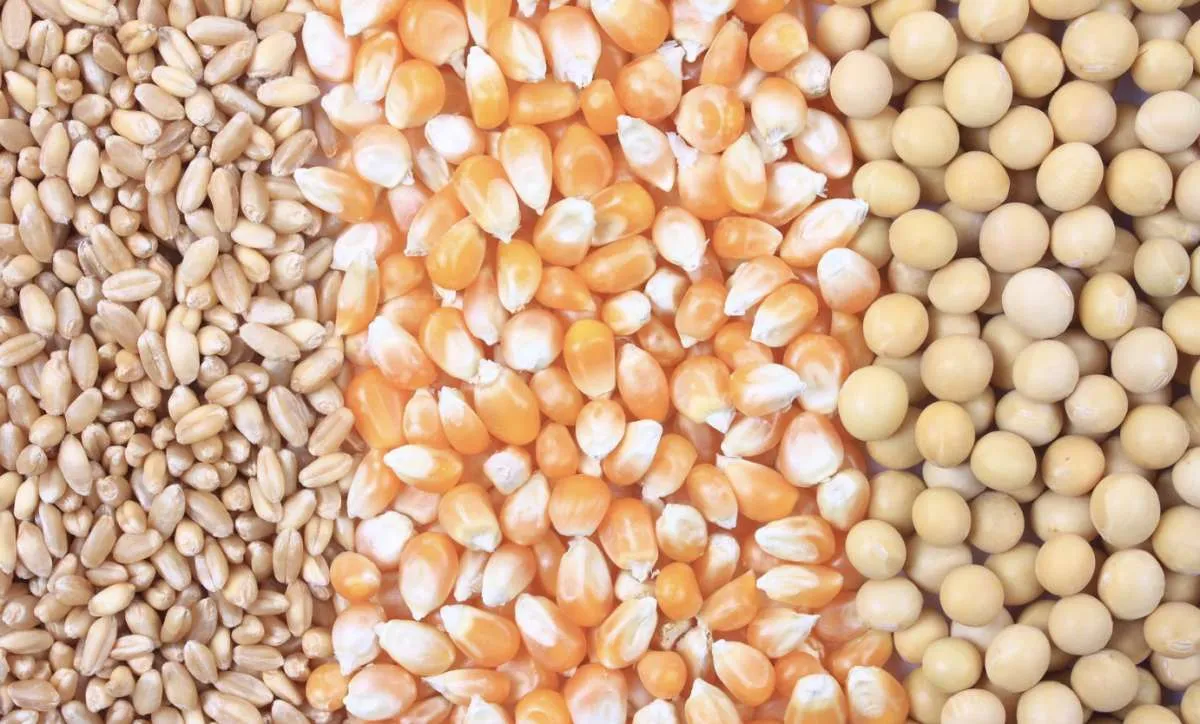 USDA eleva soja e trigo após relatórios de área e estoques