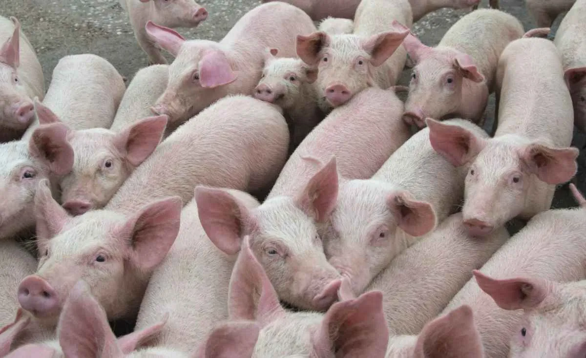 Quaresma e incertezas externas travam mercado de suínos