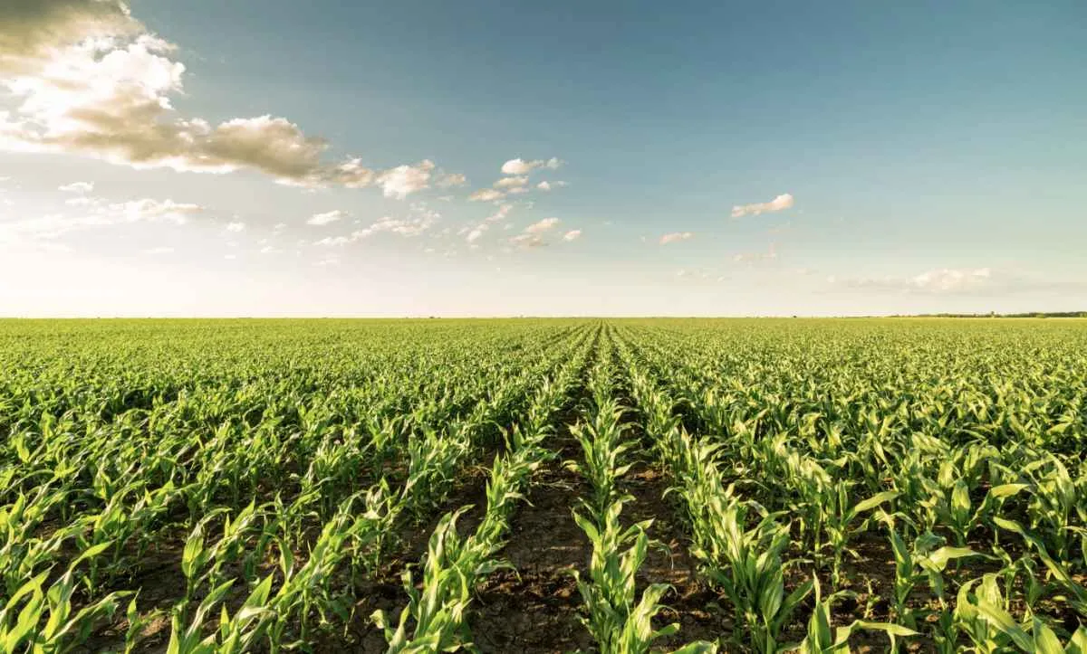 Clima irregular preocupa produtores de milho no Paraná