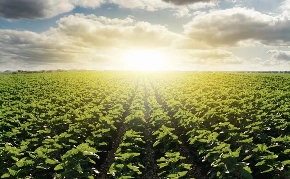 Mudanças no Proagro deixam 116 mil produtores de fora