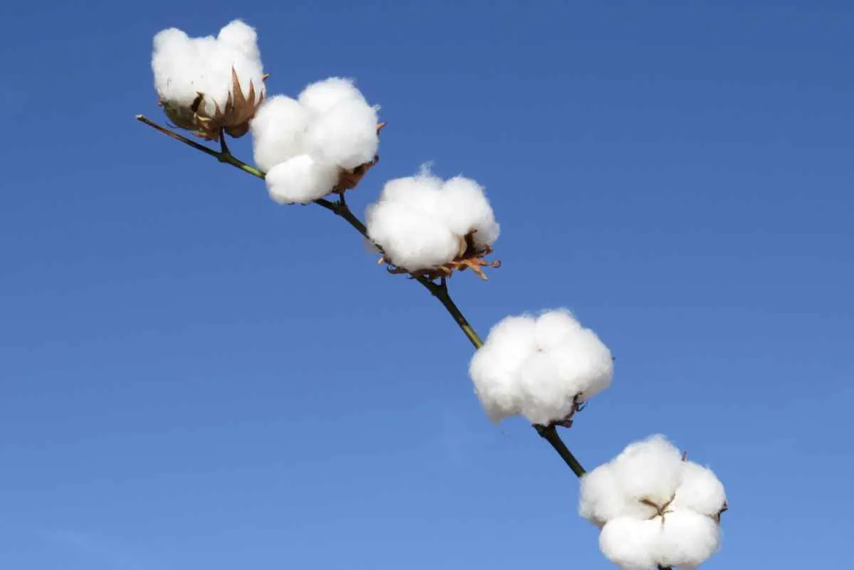 Semeadura do algodão chega ao fim em 97 cidades de GO