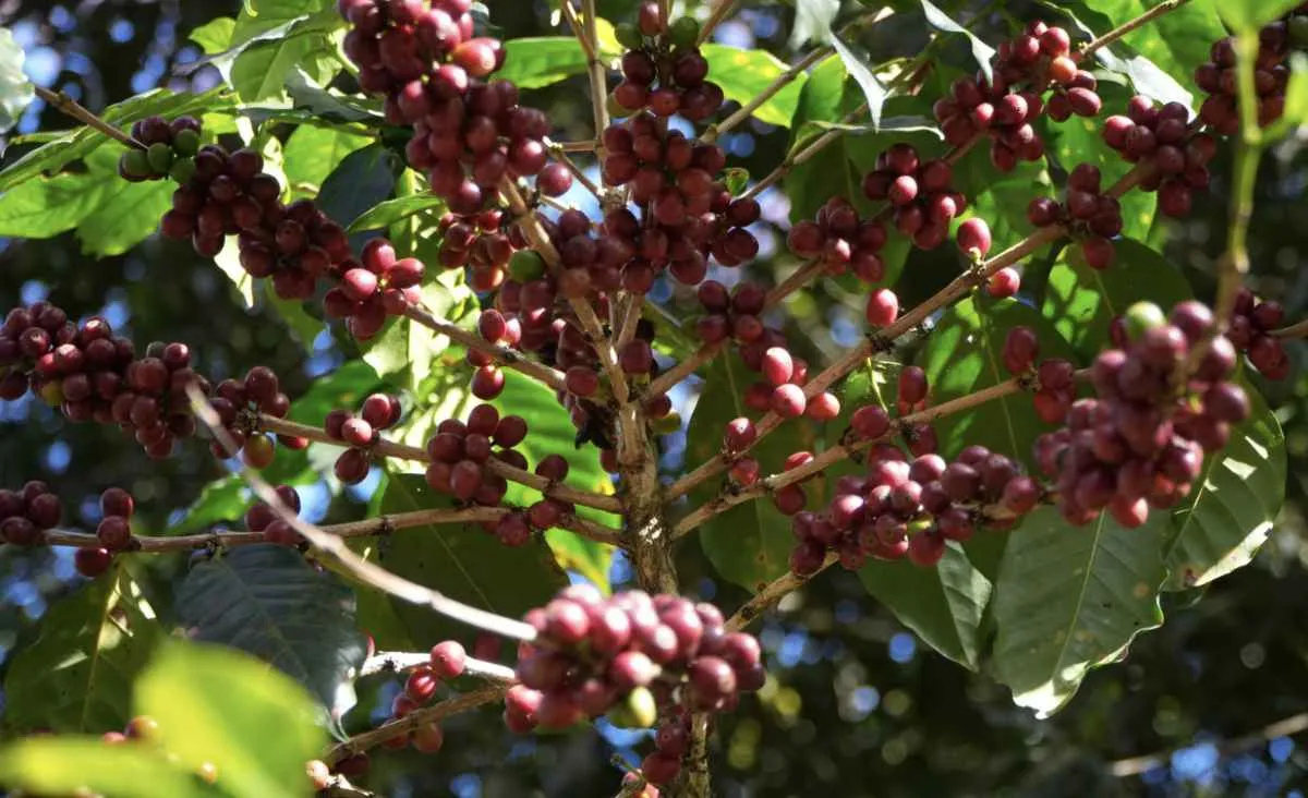 Ritmo lento marca início da colheita de café arábica