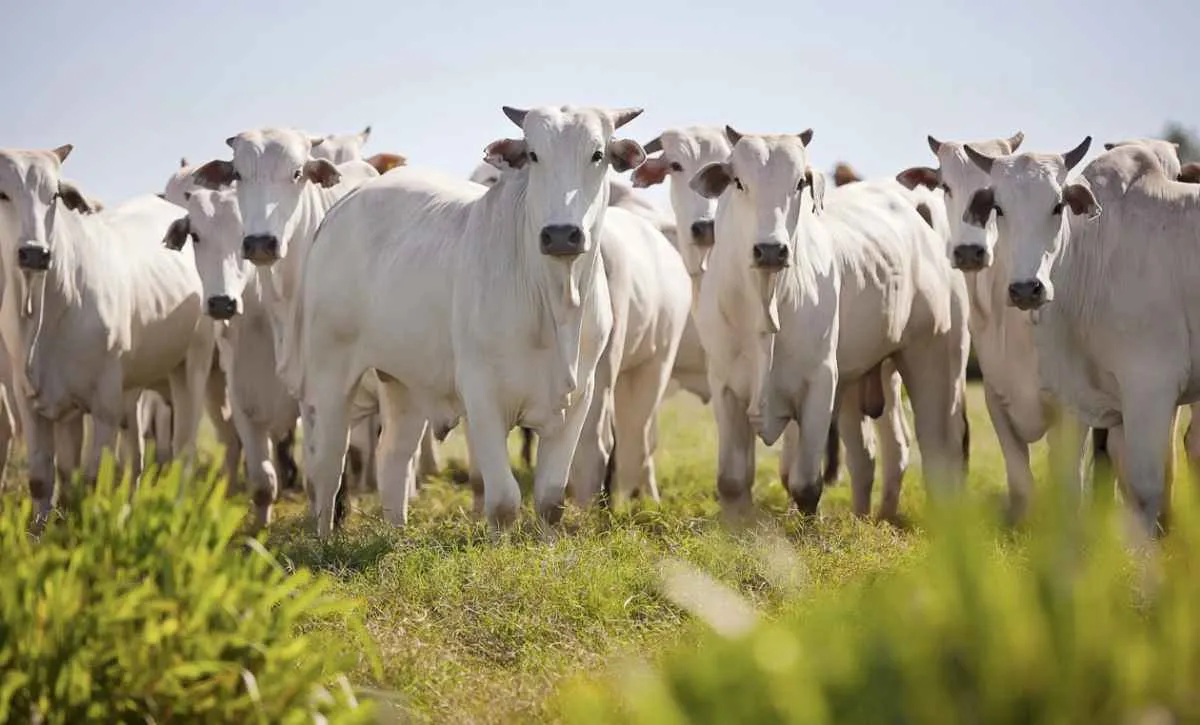 Boi gordo mantém preços firmes com foco na China