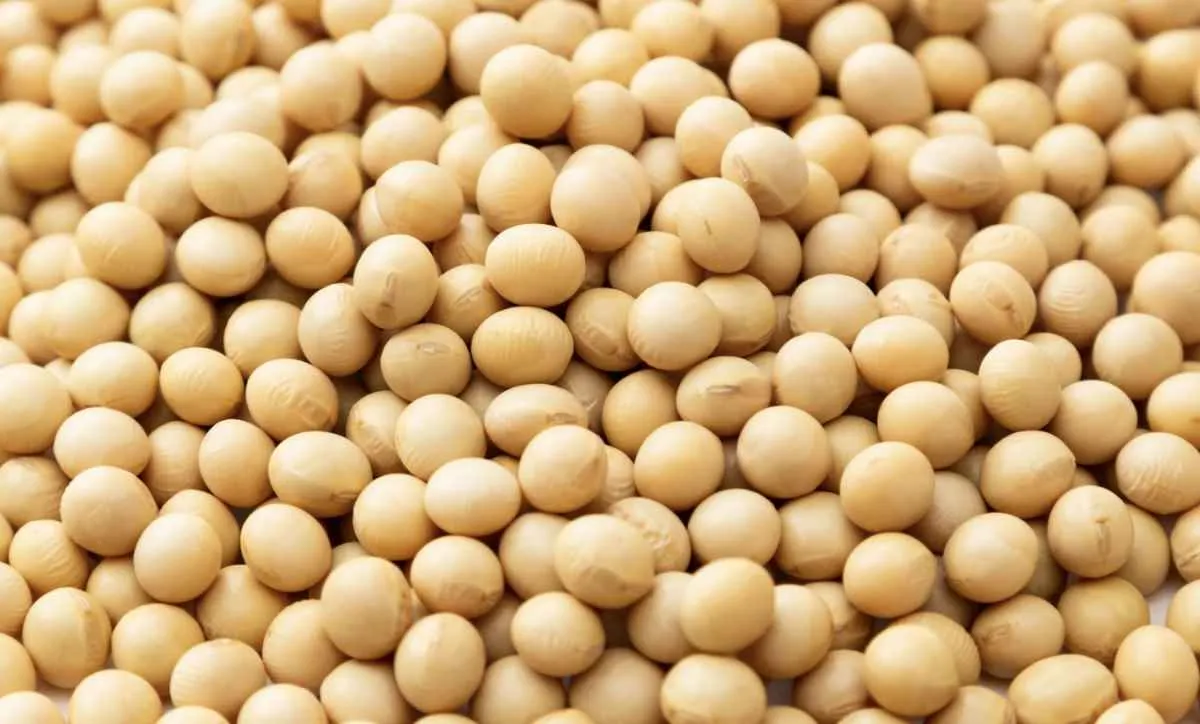 Preços da soja recuam no Brasil após queda no mercado externo