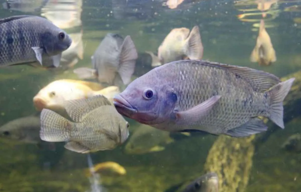 MS amplia exportações de tilápia e reforça piscicultura