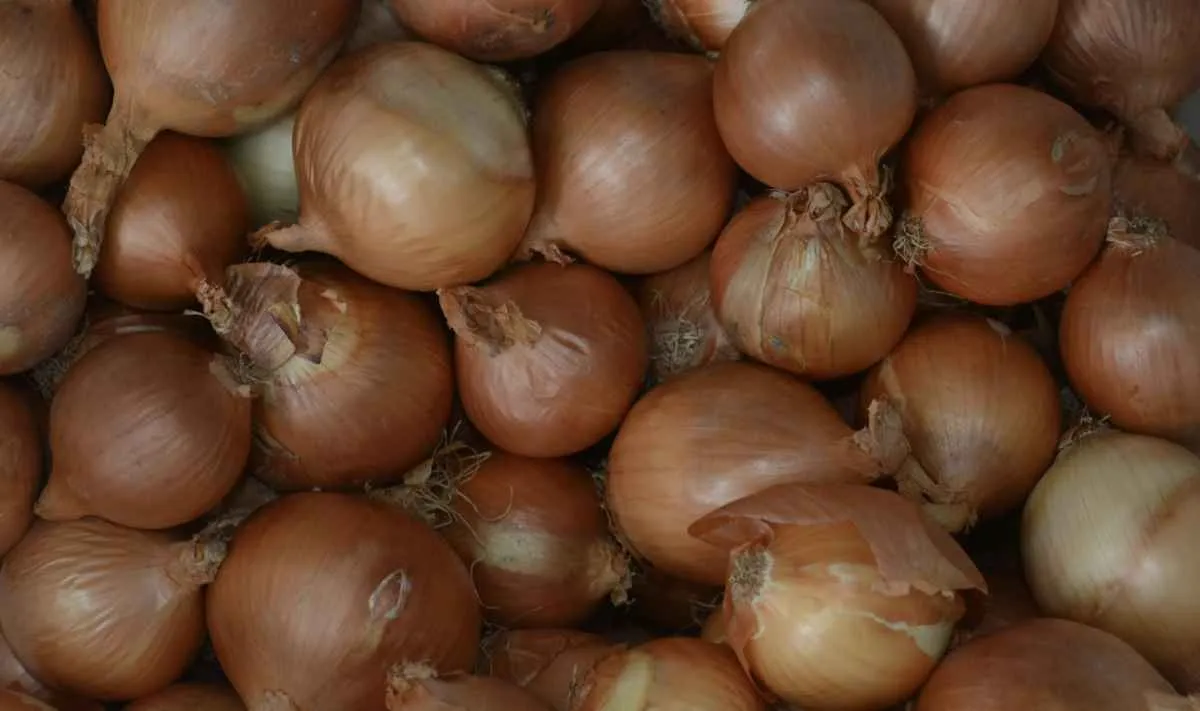 Importação de cebola sobe 22%, mas oferta pode cair