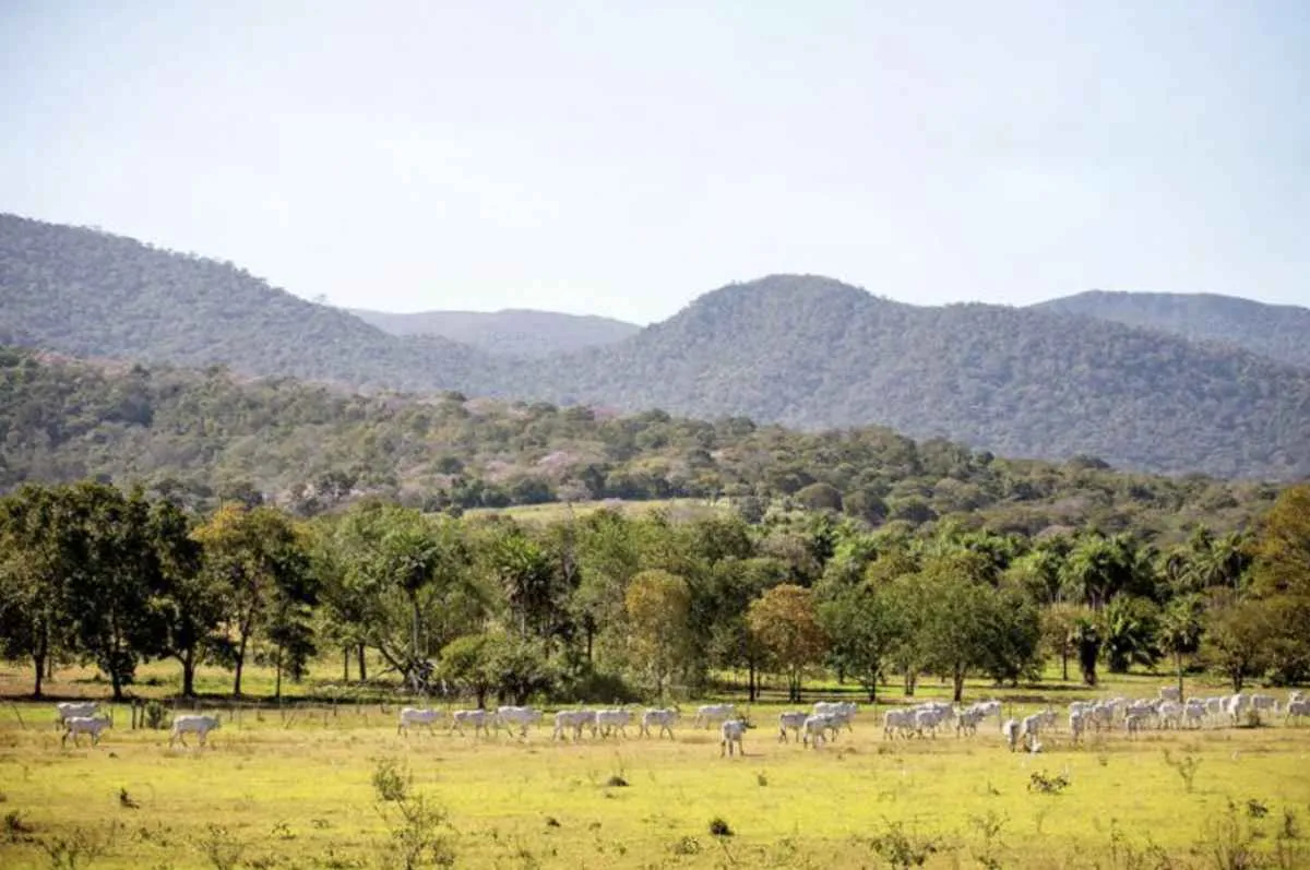 MS amplia prazo para produtores aderirem ao PSA