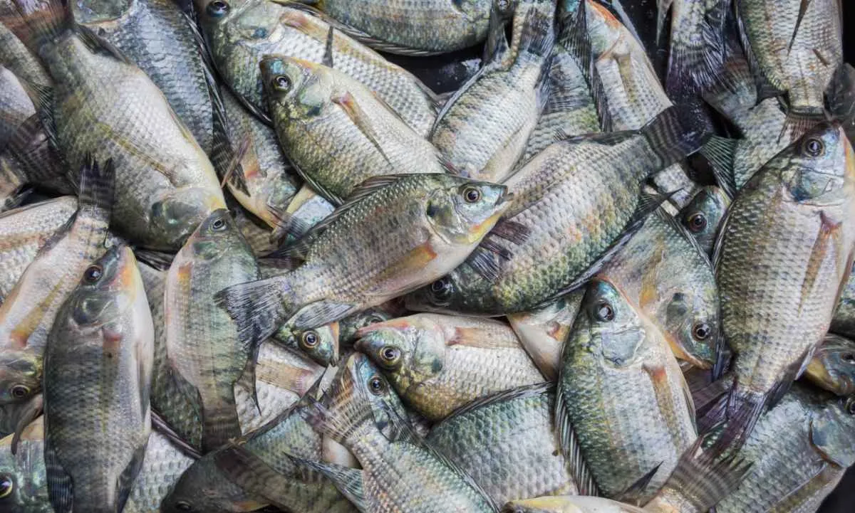 Paraná lidera produção de tilápia com 273 mil toneladas