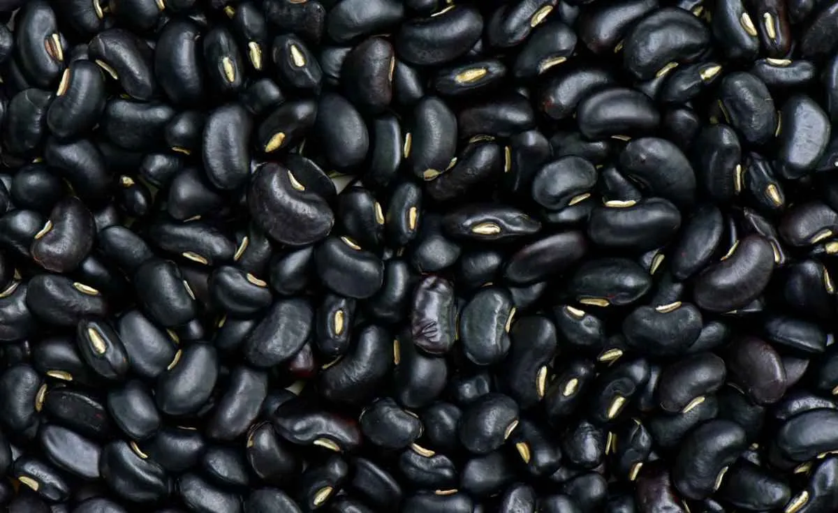 Preço do feijão cai em abril após altas históricas