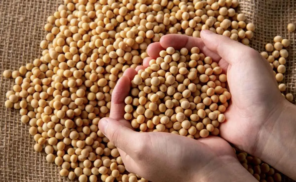 USDA reduz estoques globais de soja em abril