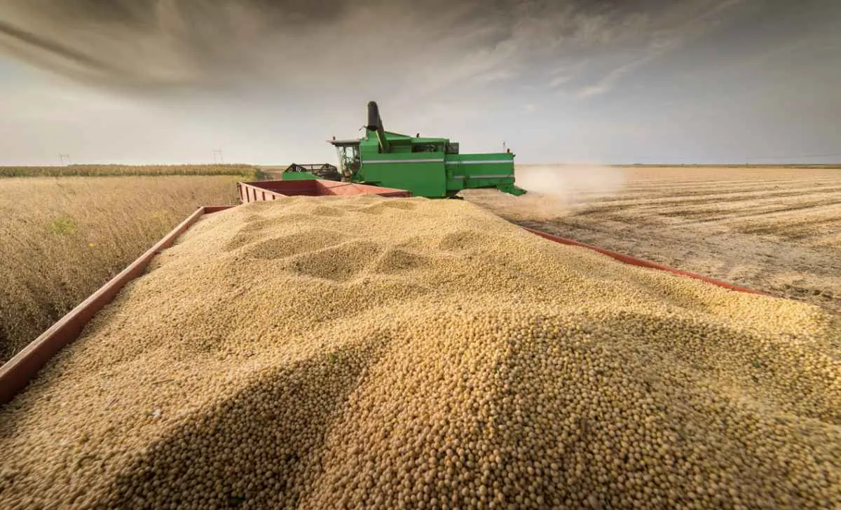 MT deve colher safra recorde de soja com 51,5 mi t