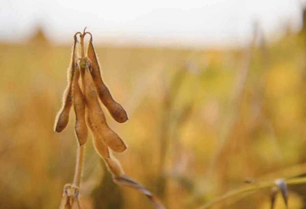 Biodiesel pode ampliar demanda por soja no MS