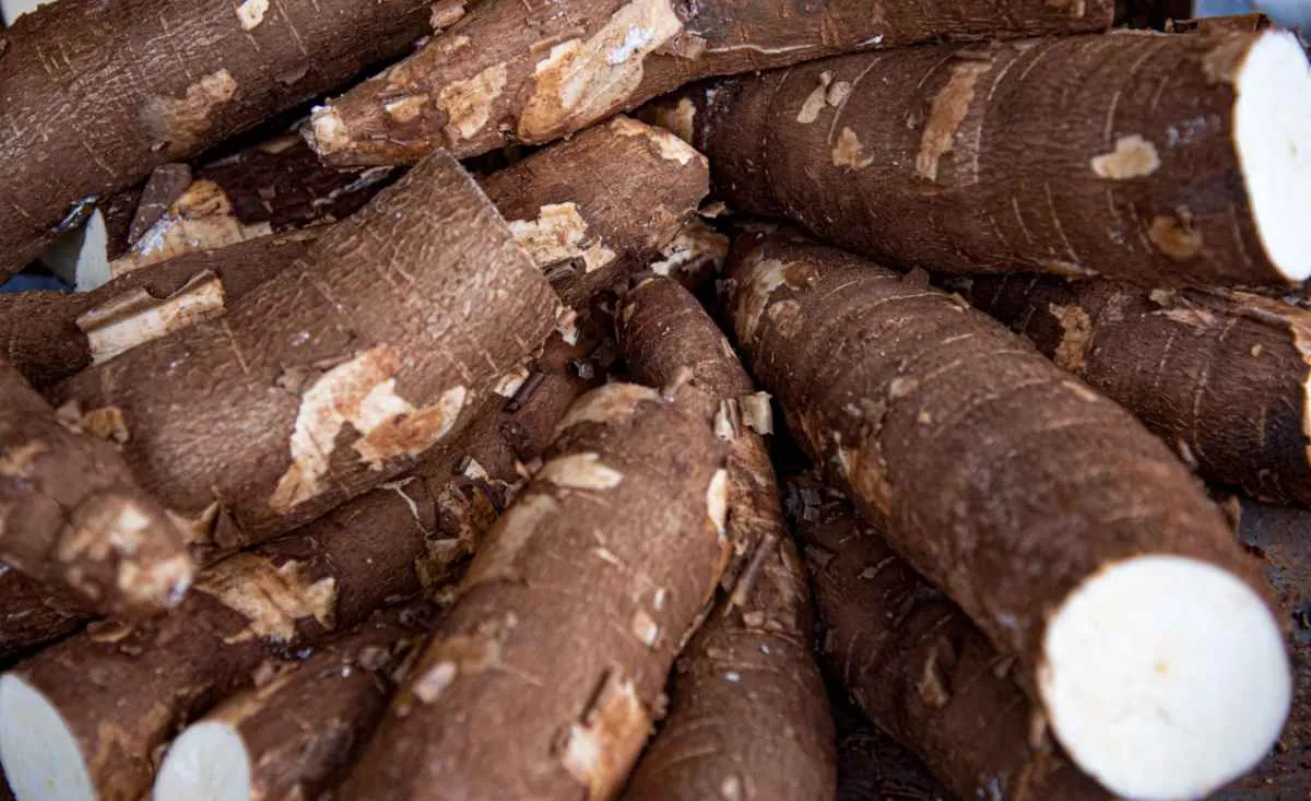 Oferta maior freia alta da mandioca no mercado