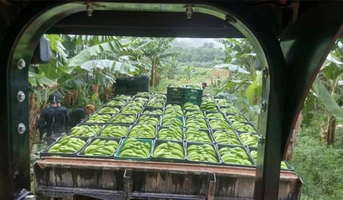 Banana do Vale do Ribeira conquista selo de origem em SP
