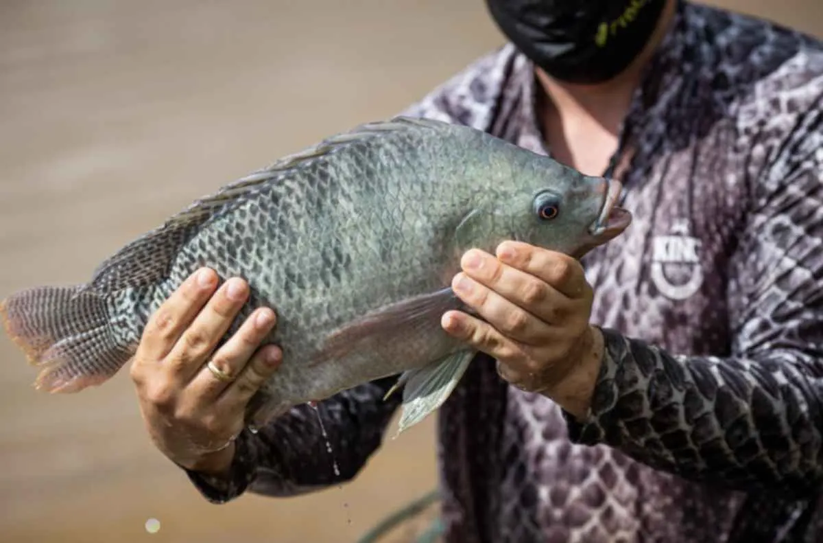 CNA pede suspensão de pescado do Vietnã por risco sanitário