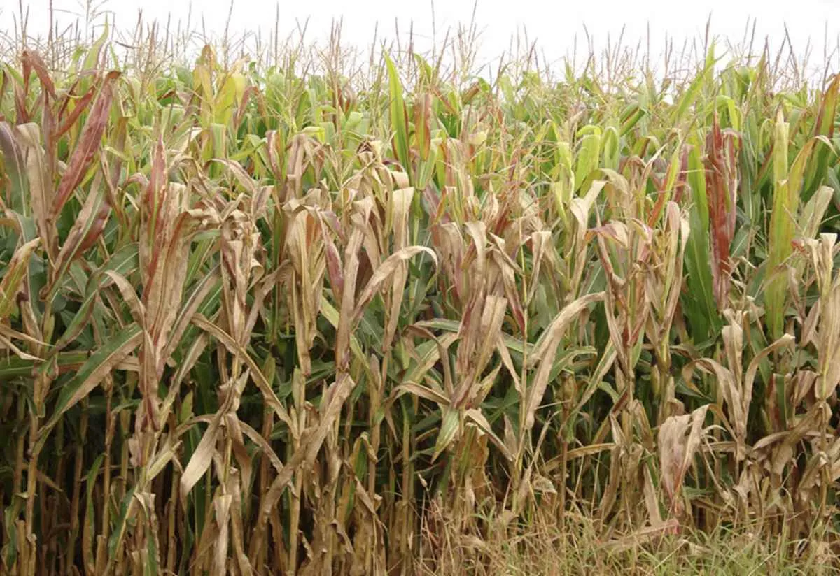 Cigarrinha causa prejuízo de US$ 25,8 bi em 4 anos no Brasil