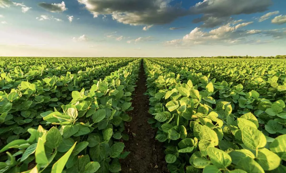 Custos de produção caem e preços ao produtor recuam no campo