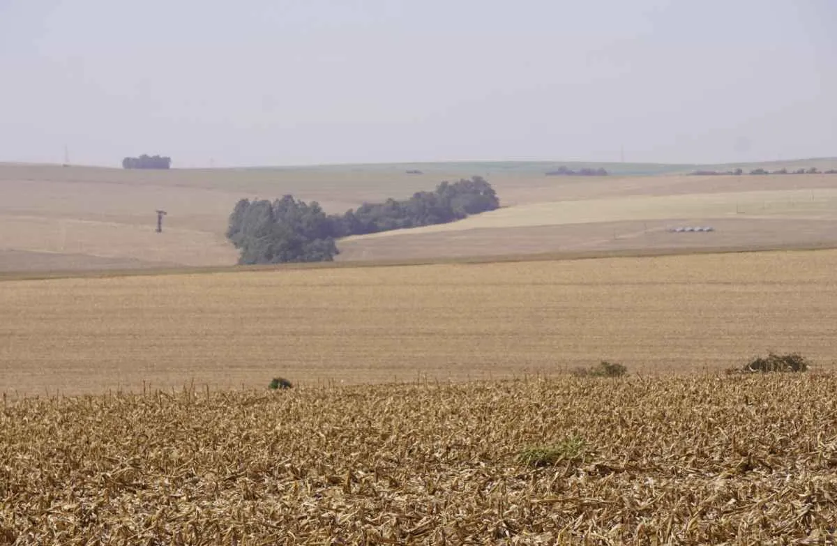 Paraná inicia vazio sanitário da soja em junho