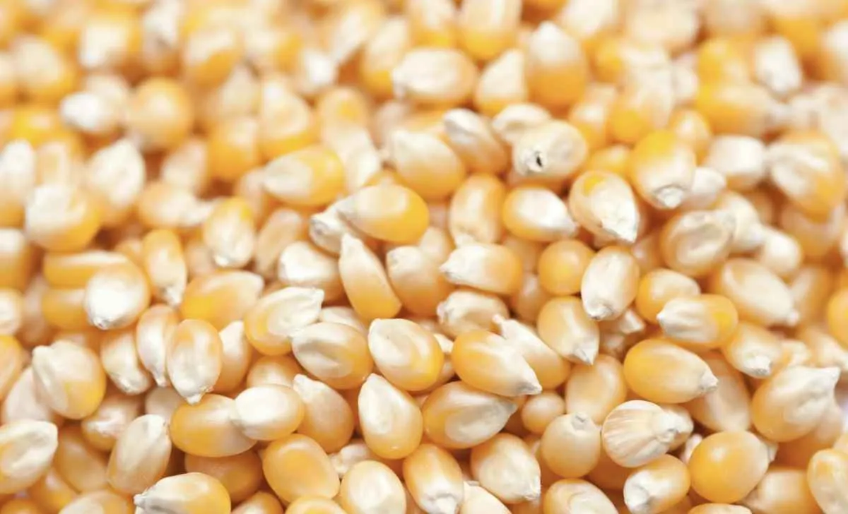 Mercado de milho ganha sustentação com negociações limitadas