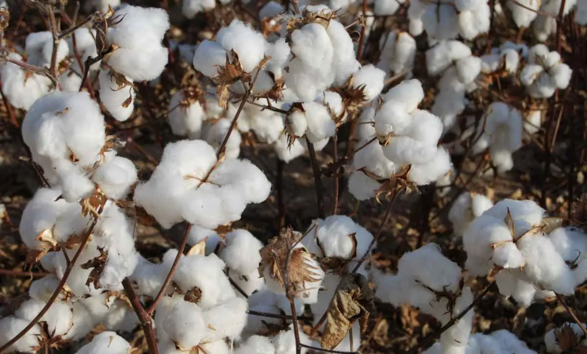 Algodão se aproxima de R$ 4/lp com mercado travado