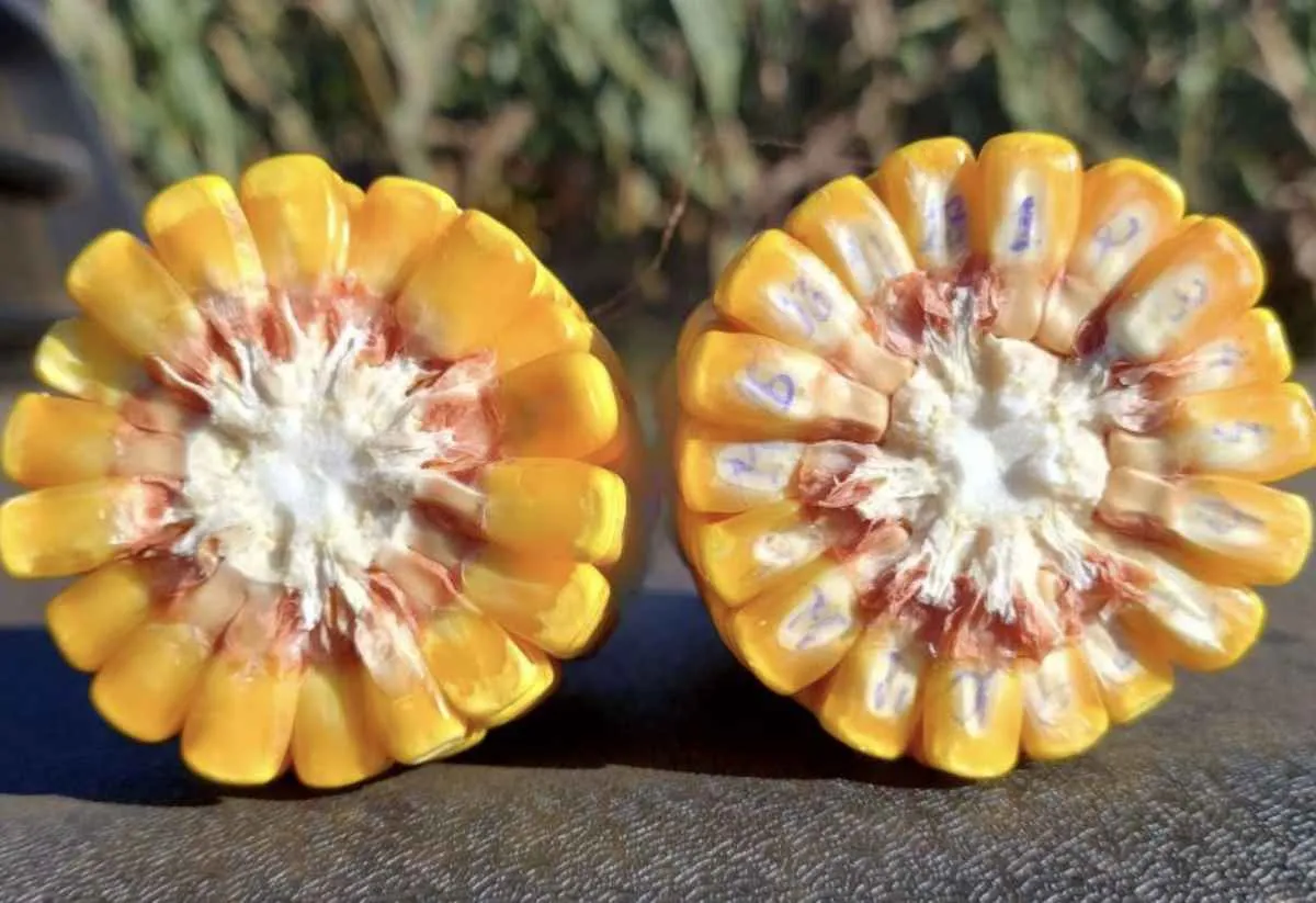 MS tem exportações de grãos ajustadas pela oferta alta