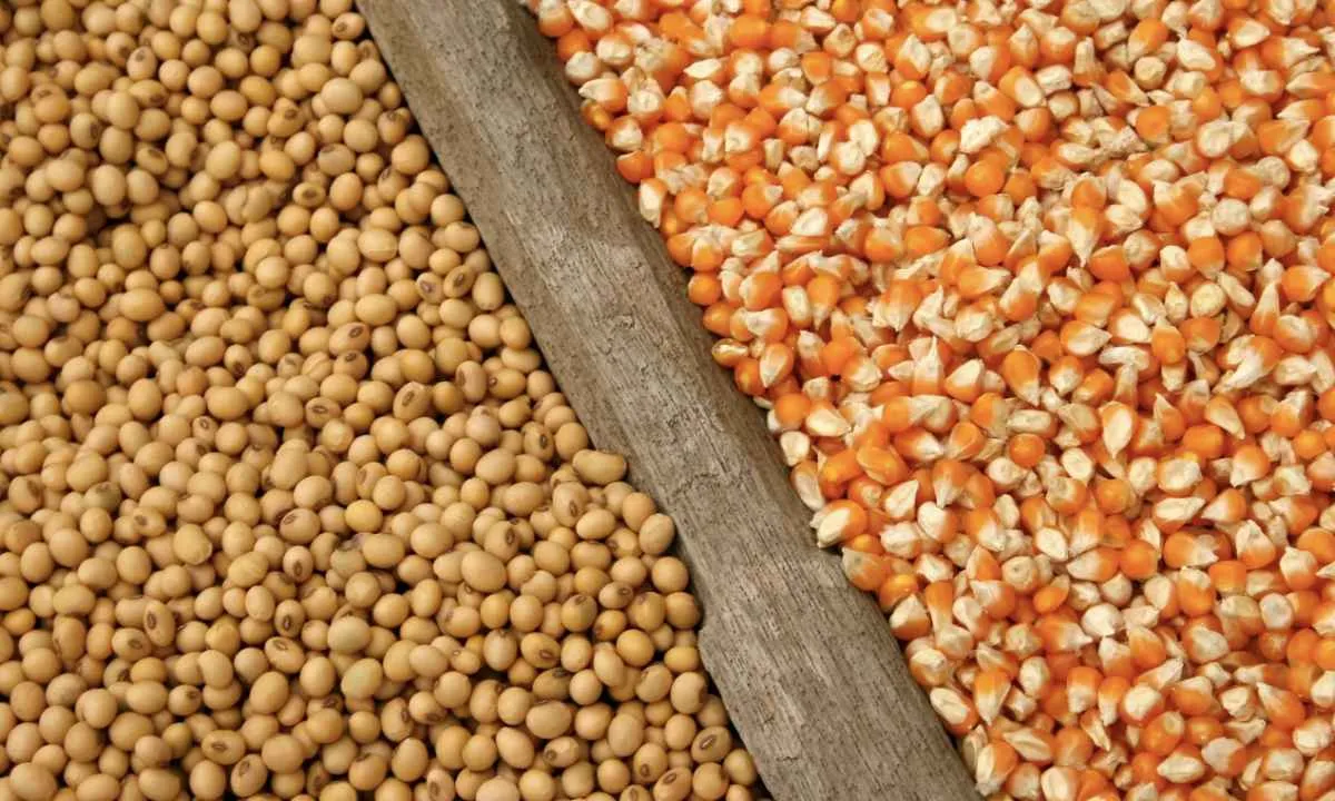 Commodities têm alívio macro, mas risco climático preocupa