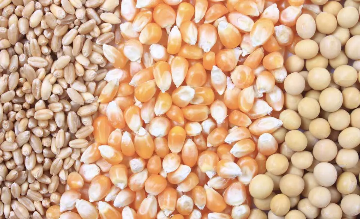 Produção de grãos cresce e pode chegar a 356,3 mi t