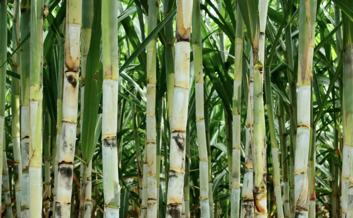 Açúcar tem viés baixista, mas petróleo dá suporte aos preços