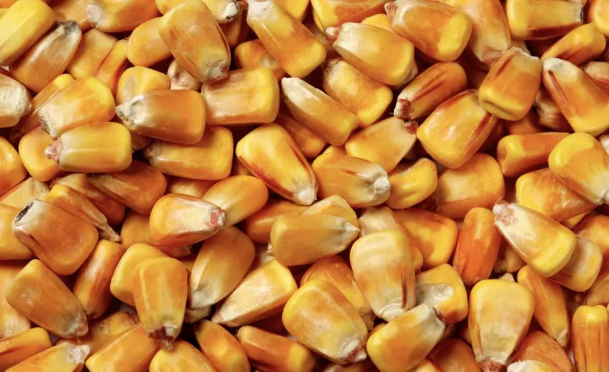 Preço do milho trava em R$ 69/sc com demanda fraca