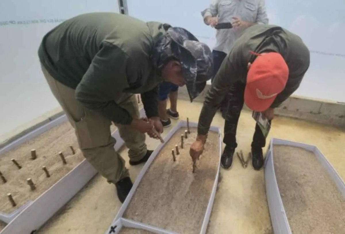 Pesquisa avança contra vassoura-de-bruxa da mandioca