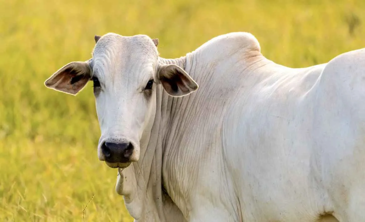 Boi gordo sobe em MT com exportações firmes e mercado aquecido