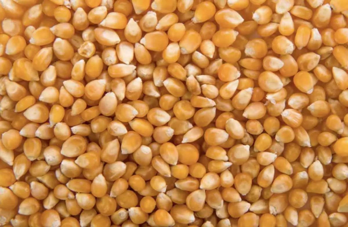 Milho recua em Chicago e mercado interno segue travado