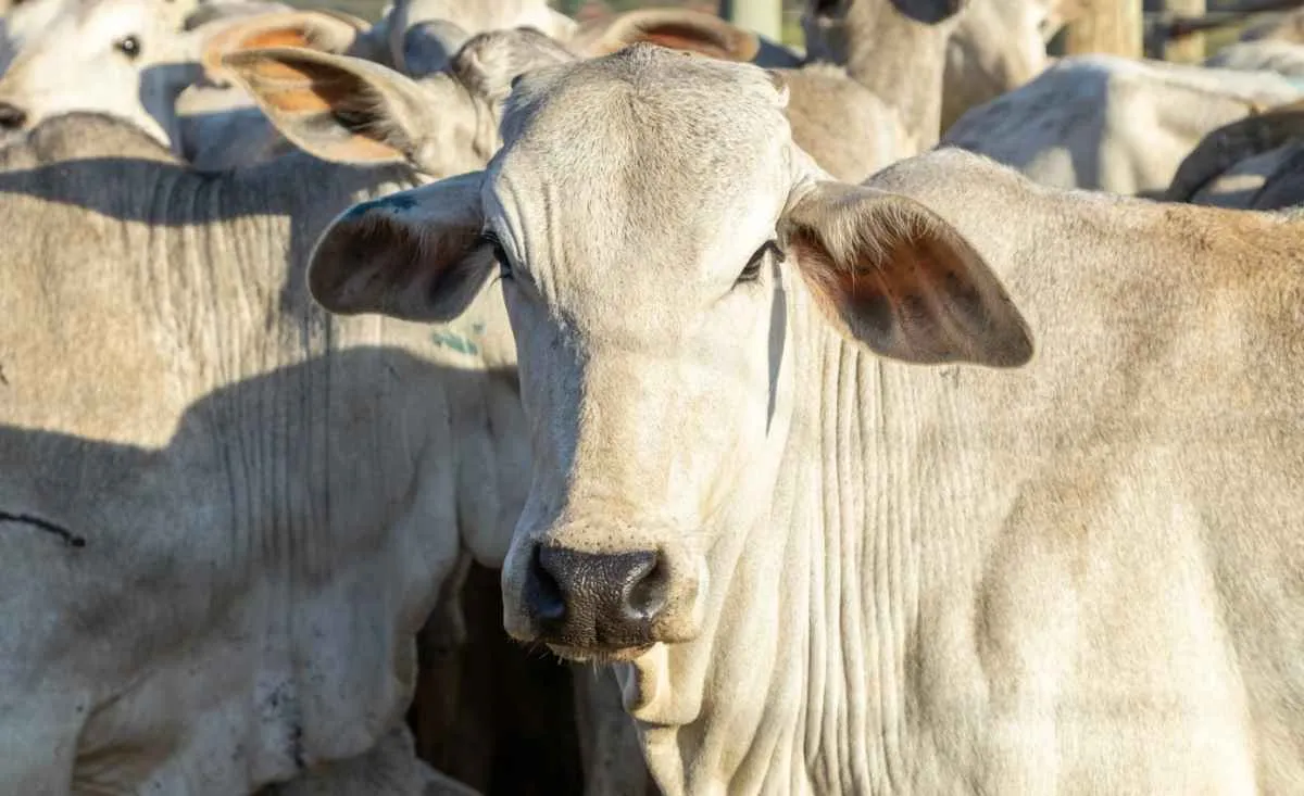 Mercado do boi segue firme e arroba atinge recorde em março
