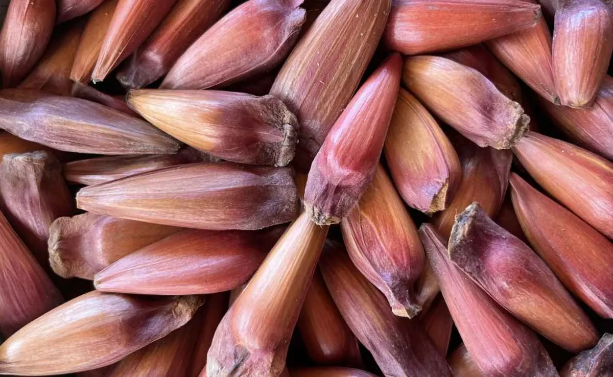 Pinhão inicia safra no RS com menor produção e preço maior