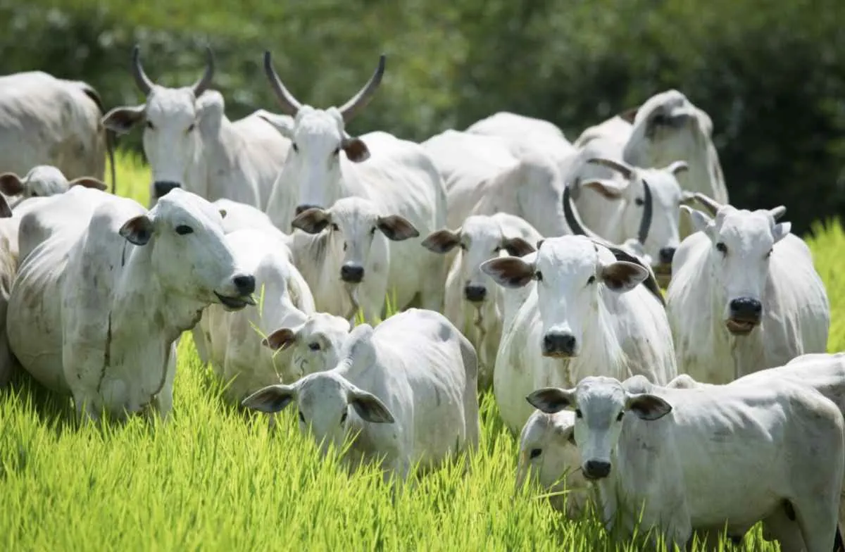 Declaração de rebanho começa em maio em Goiás