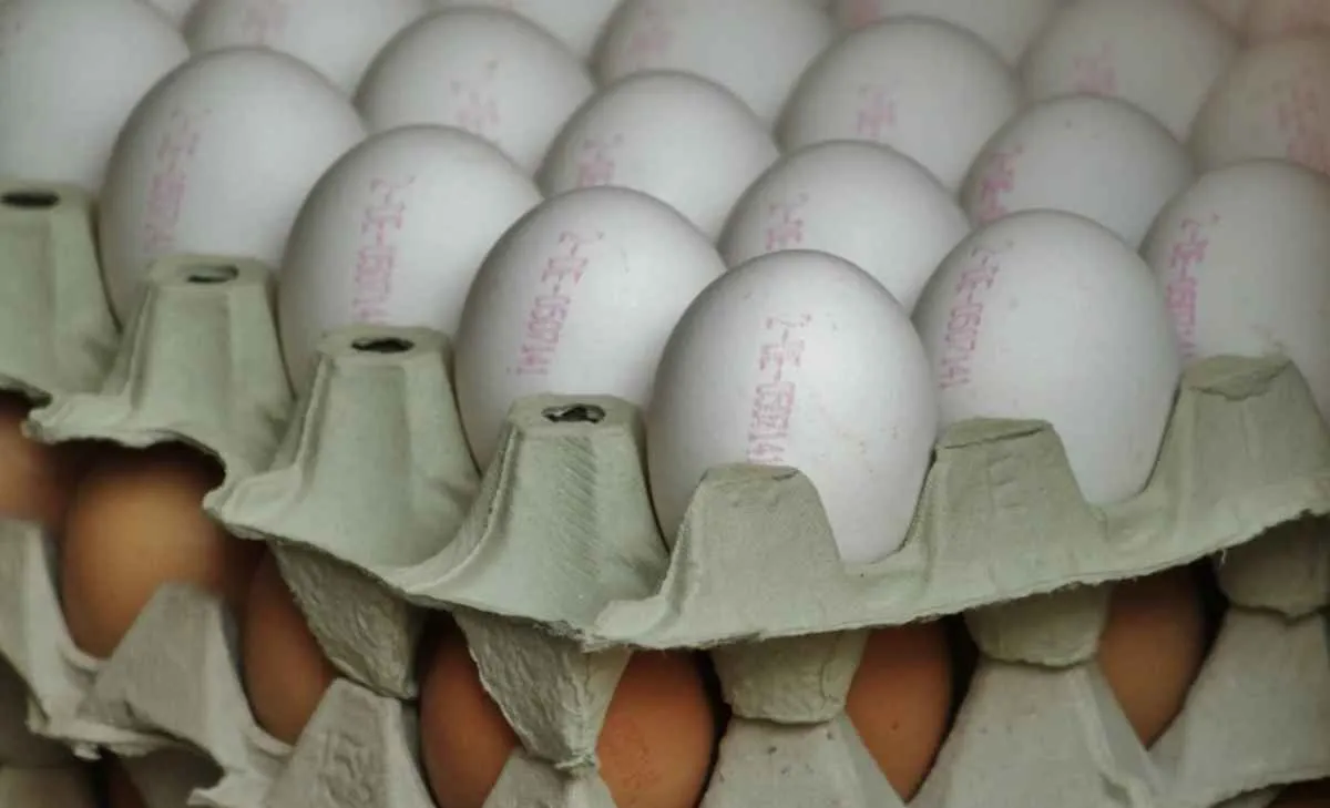 Exportações de ovos caem 36% e atingem mínima