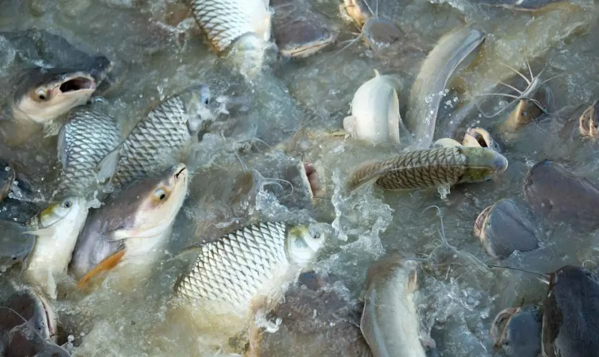 Nova regra para transporte de peixes preocupa setor