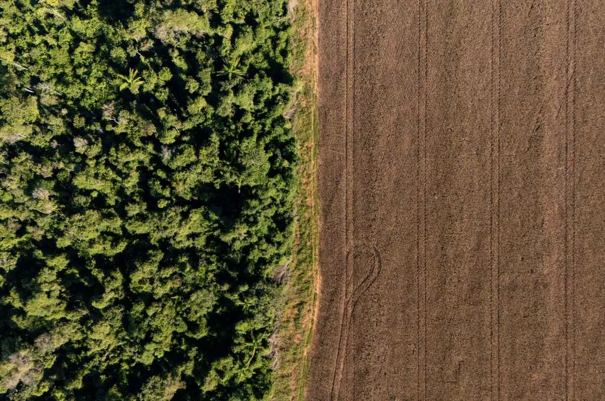 Uso do PRODES no crédito gera insegurança entre produtores
