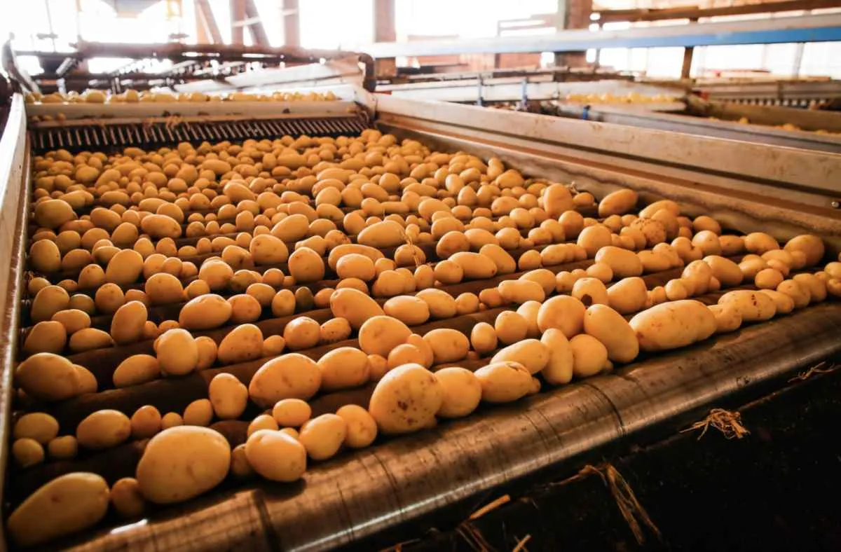 Goiás amplia produção de batata e projeta recuperação em 2026