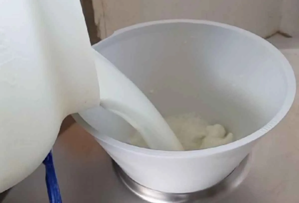 Leite de búfala cresce e supera 20 milhões de litros no Brasil